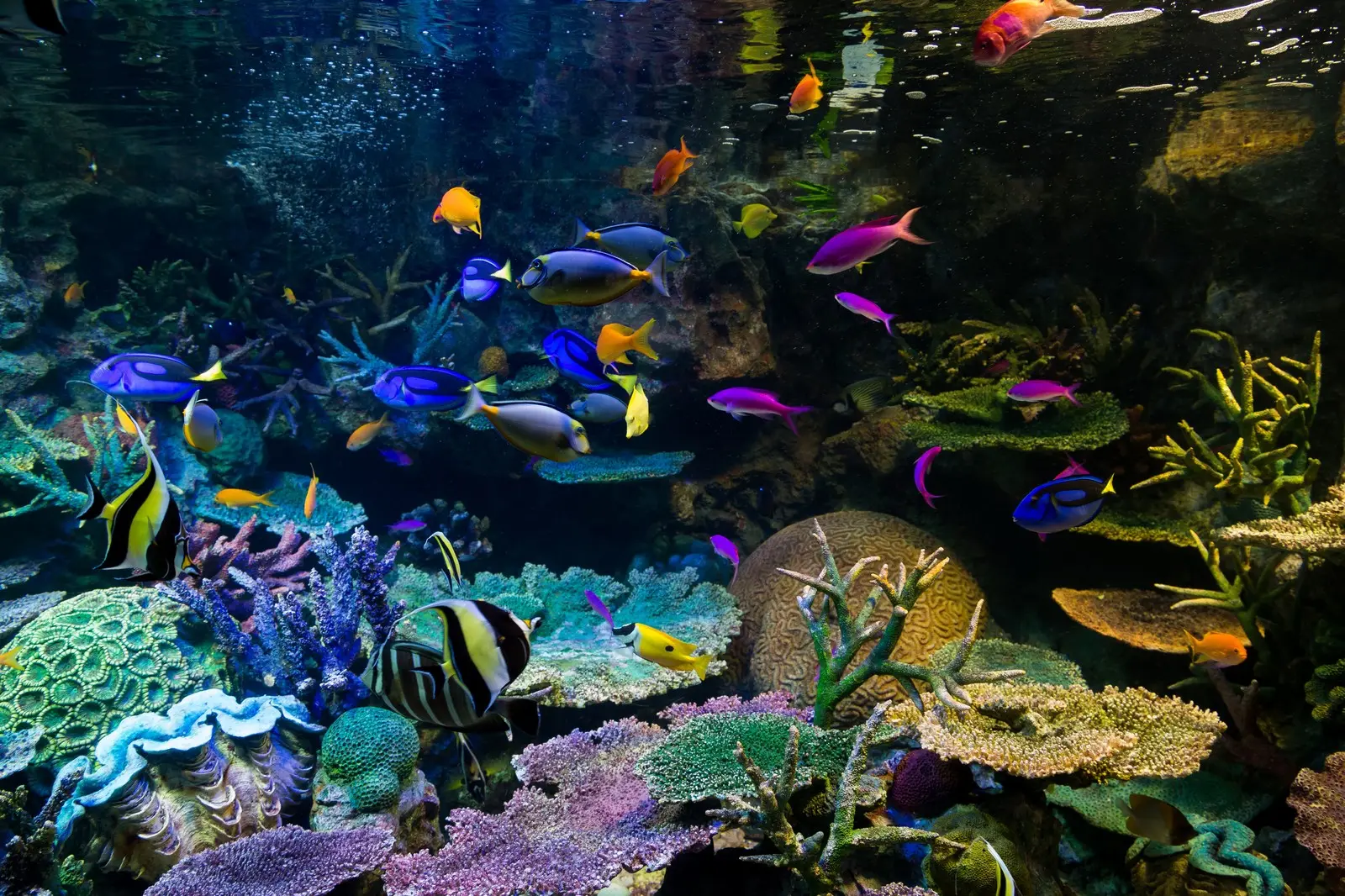 熱帯魚とは? 知られざる熱帯魚の世界｜アクアリウム情報メディア トロピカ