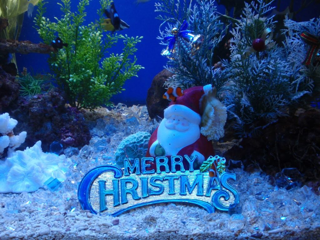 【アートアクアリウム】アクアリウムアレンジメントをはじめてみませんか 熱帯魚・金魚の水槽・アクアリウム情報メディアサイト「トロピカ」