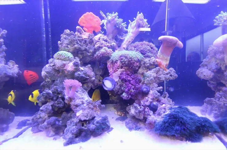 珊瑚 レイアウト 海水魚 熱帯魚 珊瑚礁 飾りサンゴ サイズは大きいので
