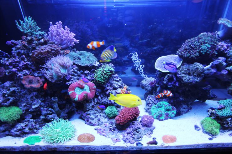 美しいサンゴ水槽】プロのレイアウト事例をご紹介します | 熱帯魚 