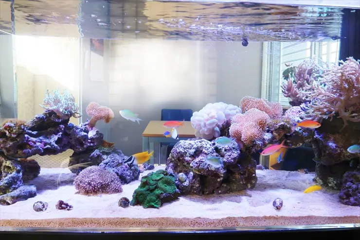 美しいサンゴ水槽】プロのレイアウト事例をご紹介します｜アクアリウム