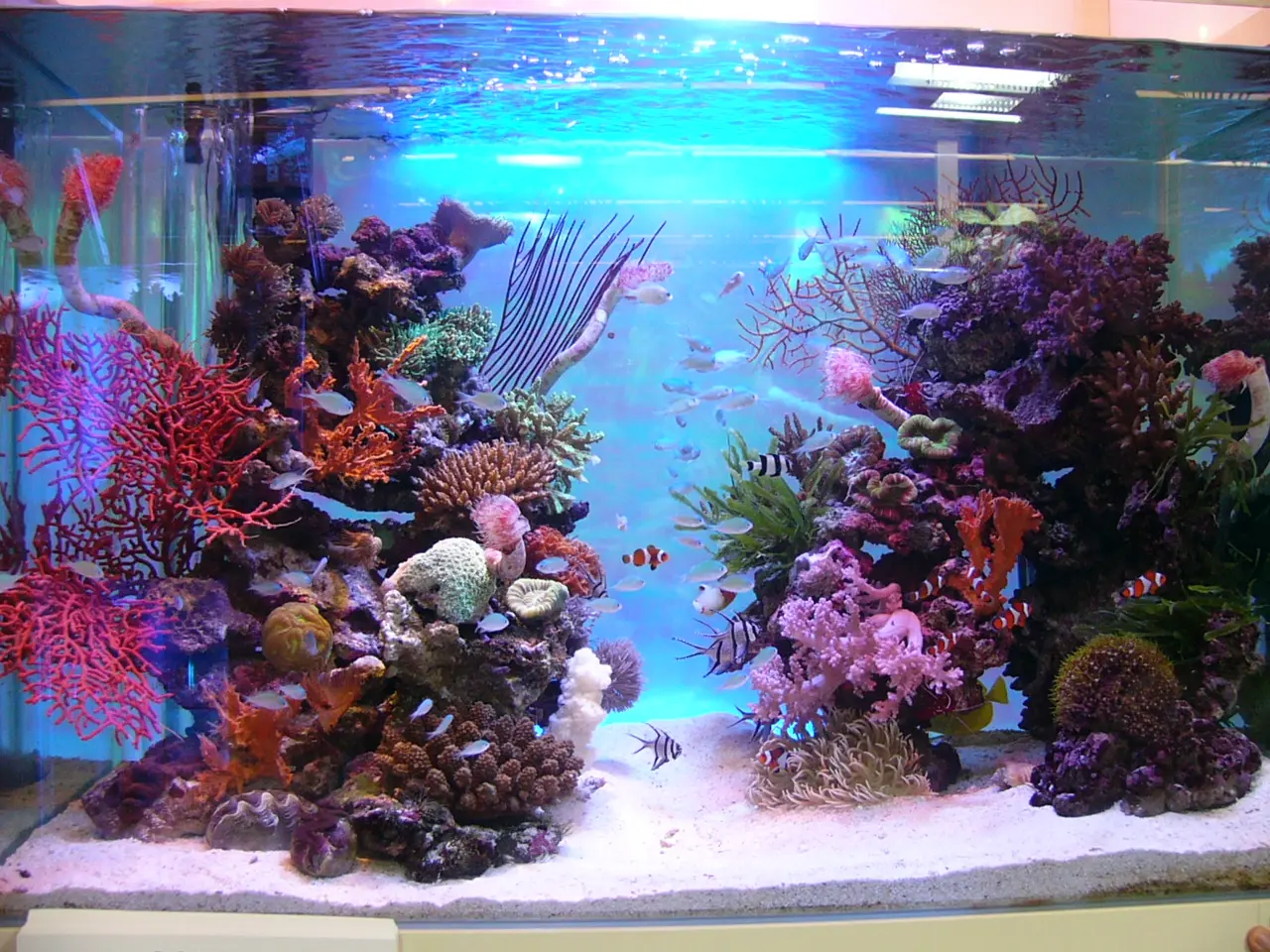 アクアリウムはこんなアイテムの組み合わせで出来ている！（海水編