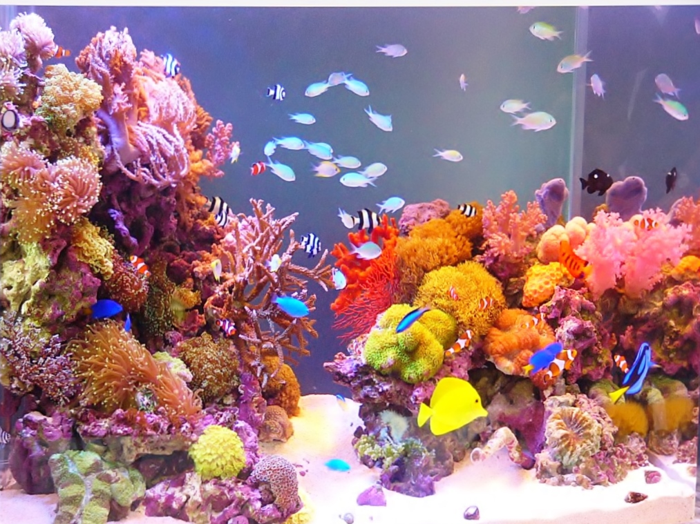 美しいサンゴ水槽】プロのレイアウト事例をご紹介します | 熱帯魚
