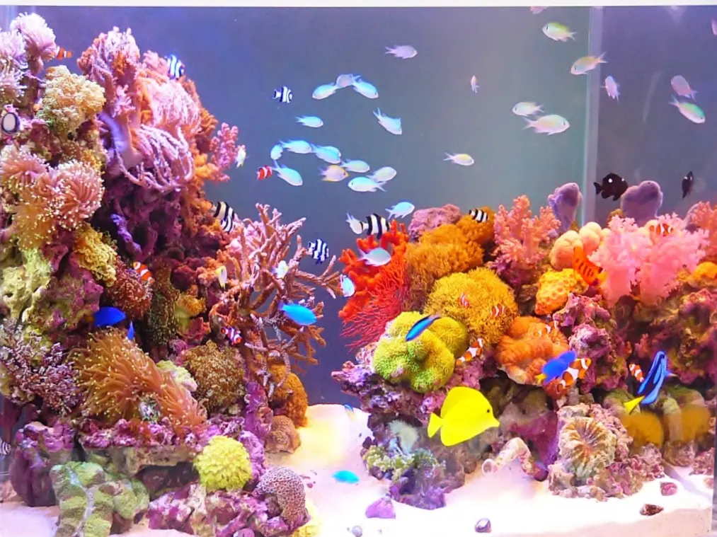 美しいサンゴ水槽】プロのレイアウト事例をご紹介します｜アクアリウム