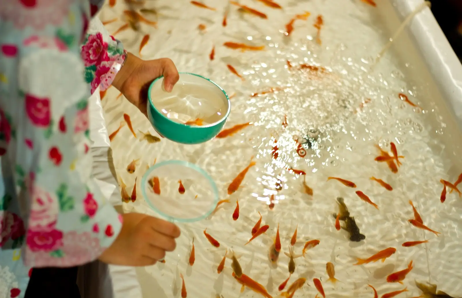 夜店やお祭りの金魚すくいの金魚を死なせない4つのポイント 