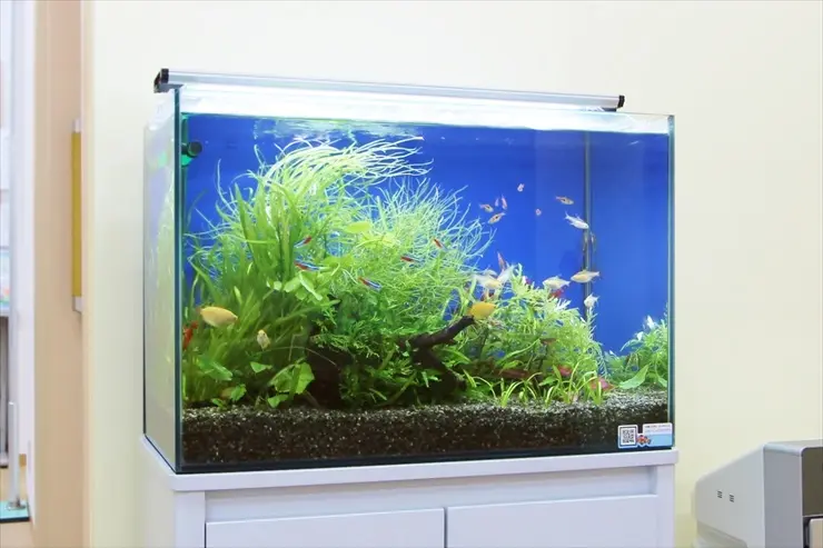 水草が育つ水槽照明 おすすめ人気LEDライト ベスト3！｜アクアリウム 