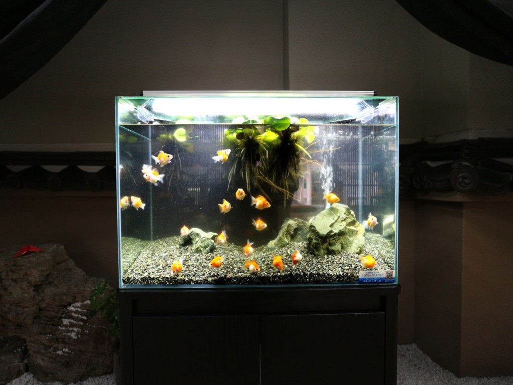 金魚が綺麗に見えるLED5選！照明効果と運用のポイントを解説します ...