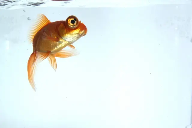 大きくなって飼育できなくなった魚は引き取ってもらえる