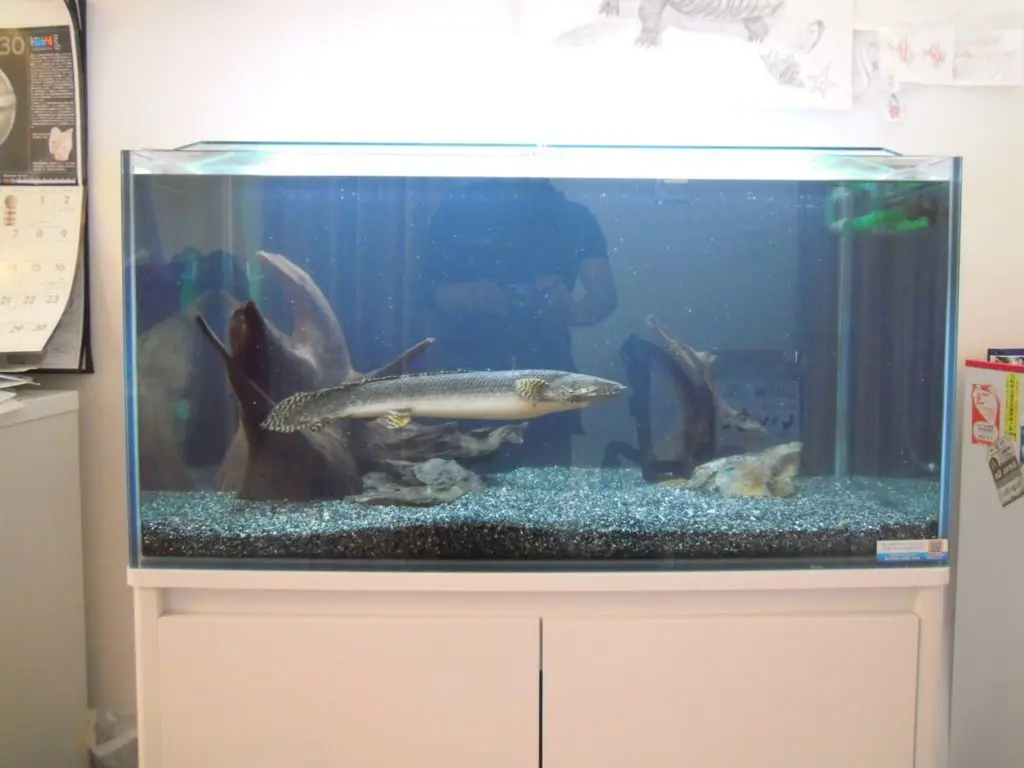 大型魚、水槽、熱帯魚１２月１２日お昼まで DSCN6469-1024x768.jpg.webp