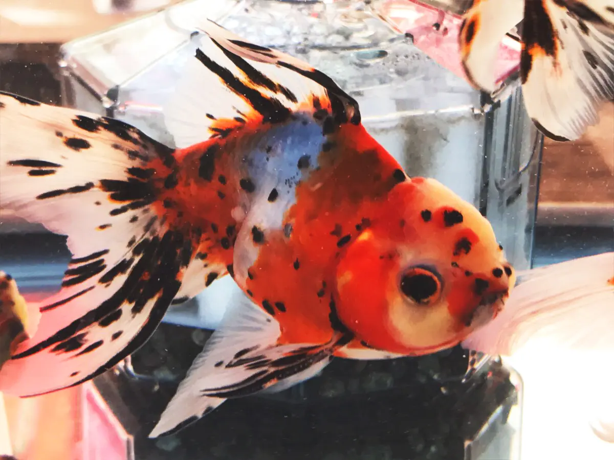 飼えなくなった海水魚の買取をお願いします。 飼えなくなった海水魚の買取をお願いします。 【公式通販】