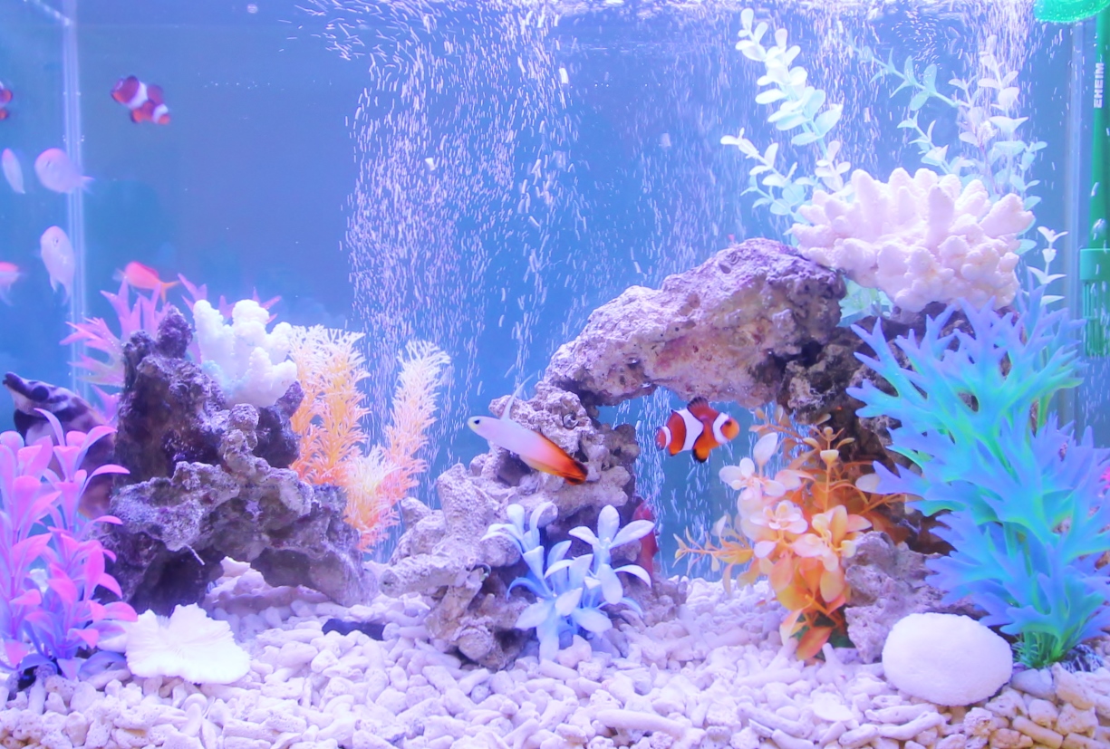 アクアリウム プロの水槽レイアウト事例をご紹介します 熱帯魚水槽編 トロピカ