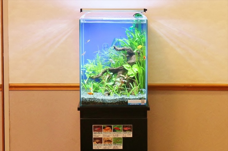 60㎝未満の小型熱帯魚水槽にオススメな水槽用LEDライトベスト10 | トロピカ