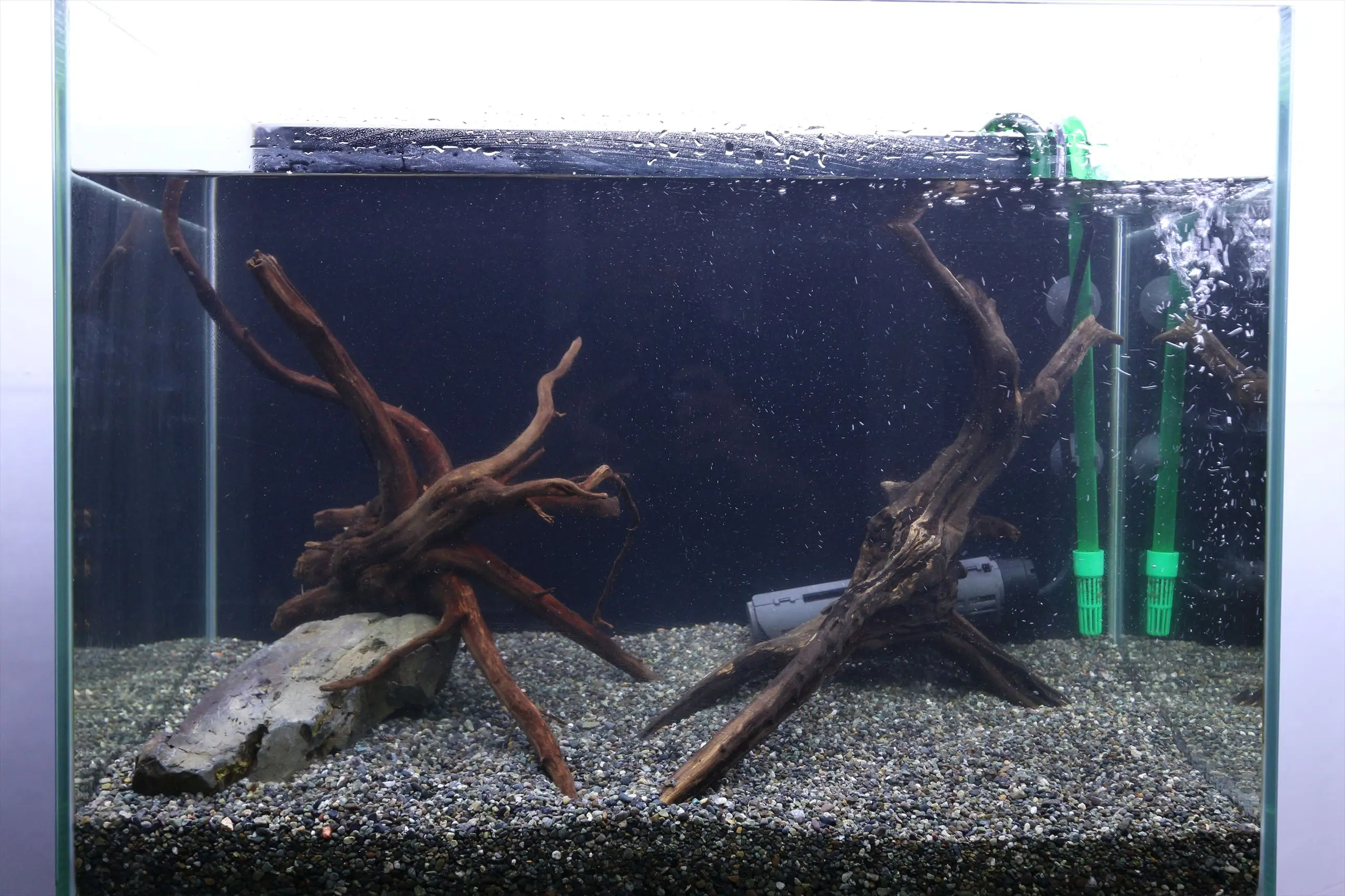 1からはじめる熱帯魚水槽の立ち上げ方!!|アクアリウム情報メディア 1からはじめる熱帯魚水槽の立ち上げ方!!|アクアリウム情報メディア