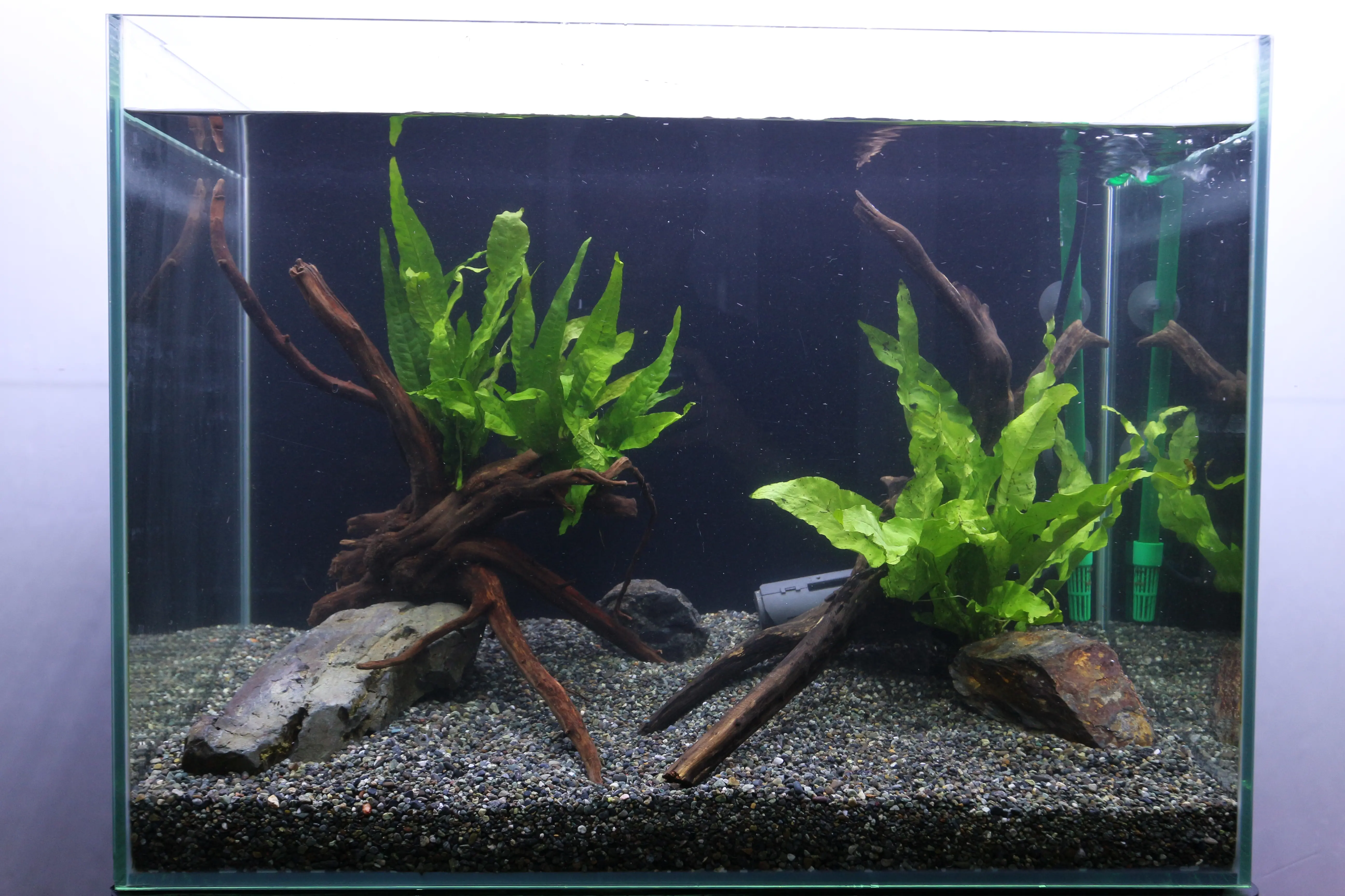 1からはじめる熱帯魚水槽の立ち上げ方!!｜アクアリウム情報メディア
