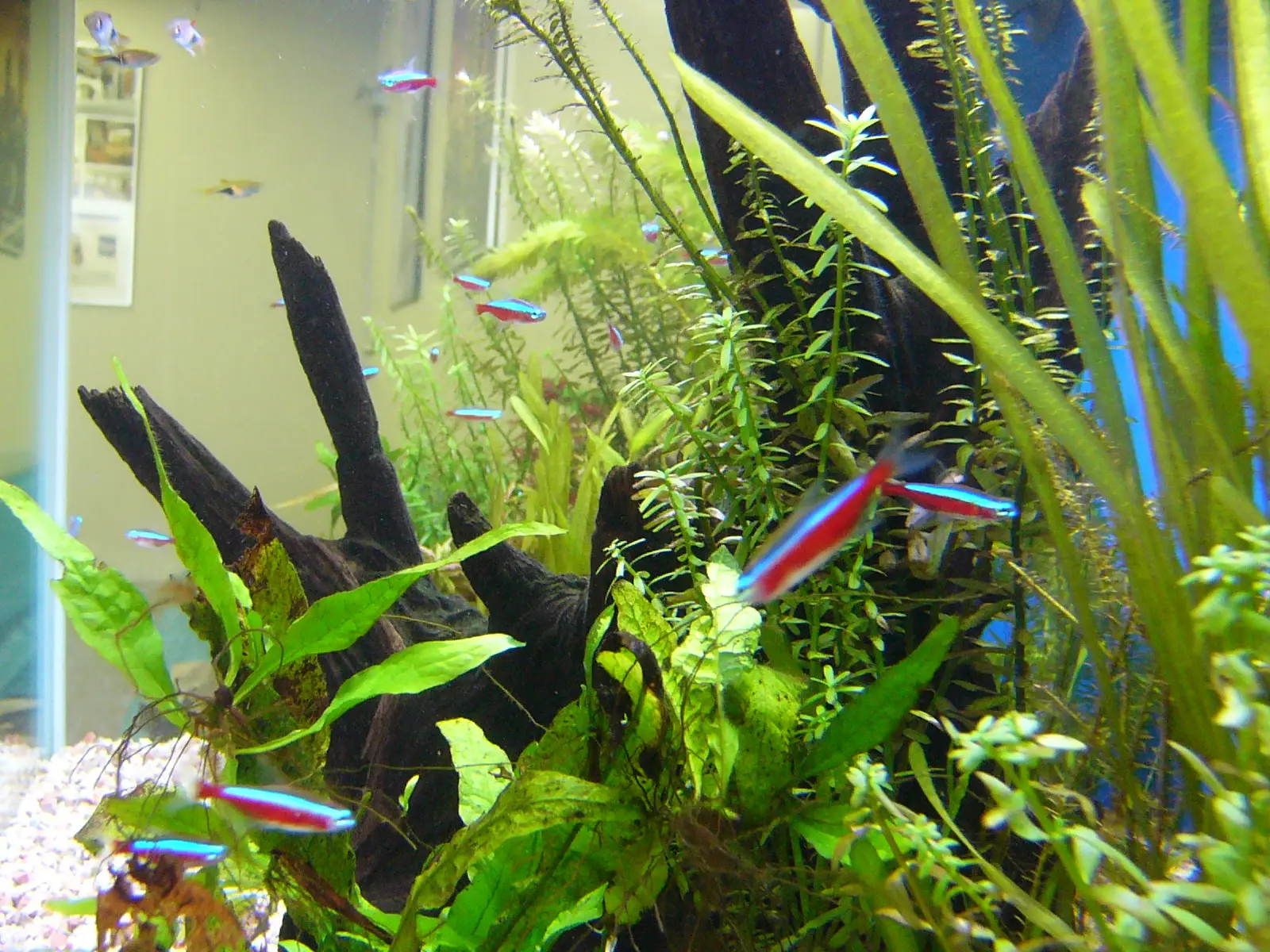 初心者におすすめ！飼いやすい熱帯魚水槽のサイズと熱帯魚10種類 