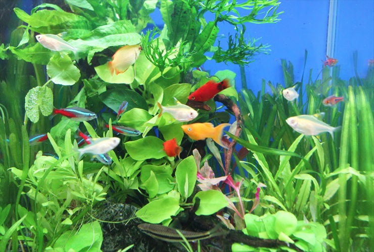 小型水槽でも飼育できる熱帯魚 おすすめ人気の魚ベスト5 | 熱帯魚