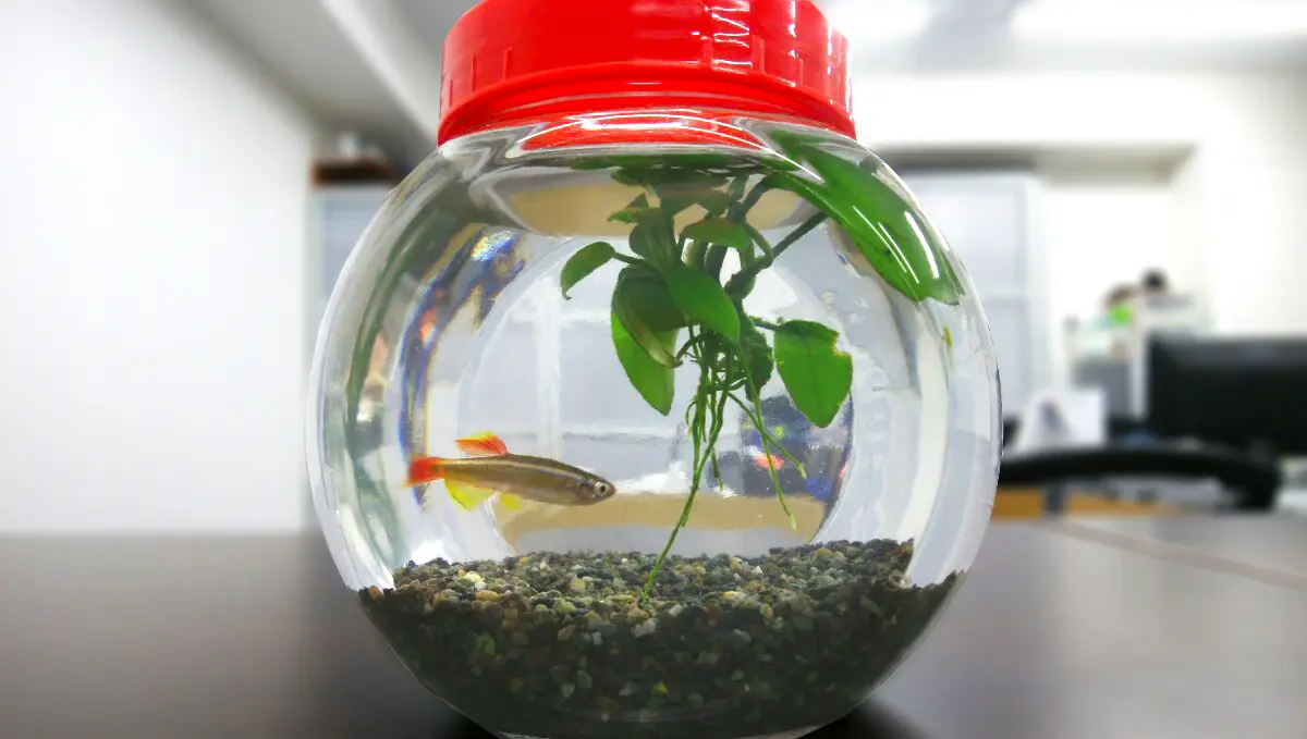 〜リアル水槽〜おうち水族館 アクアリウム コチ瓶♪ ボトルアクアリウムを小物としてお部屋に飾ろう！魅力を紹介