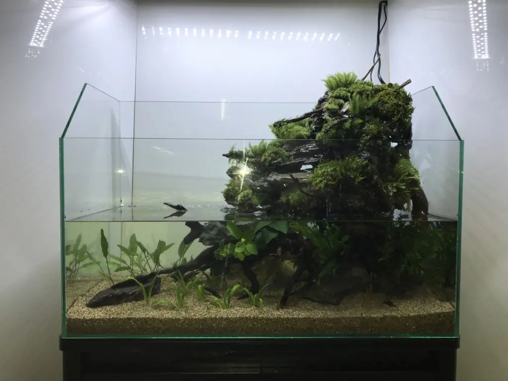 滝のあるアクアテラリウム水槽の作り方④ ～レイアウト植物編