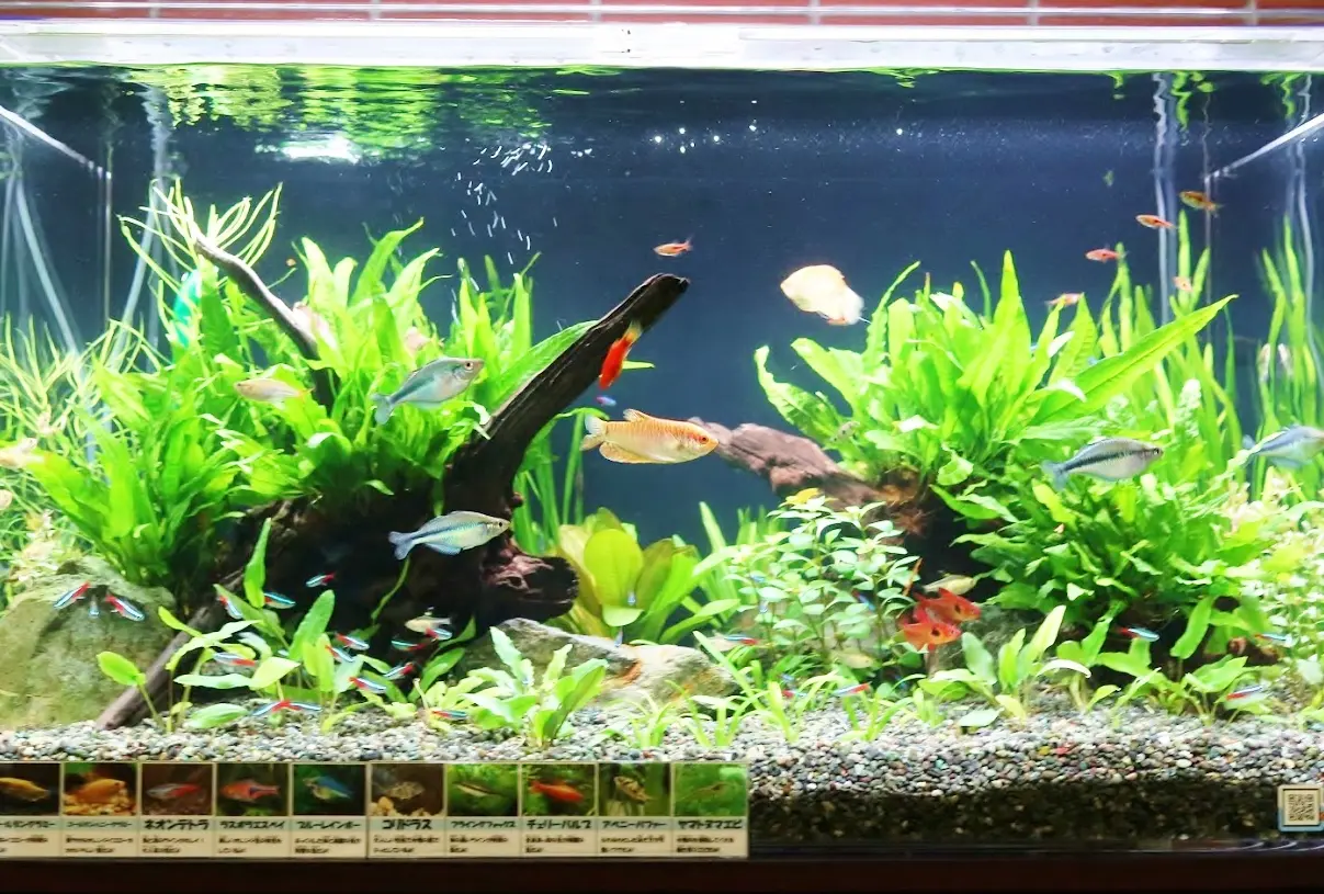 写真でみる水槽レイアウト：実績でみるプロの事例（淡水魚水槽 