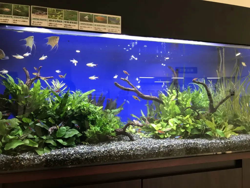 熱帯魚の好む水質に合わせた水草レイアウト水槽とは｜アクアリウム情報