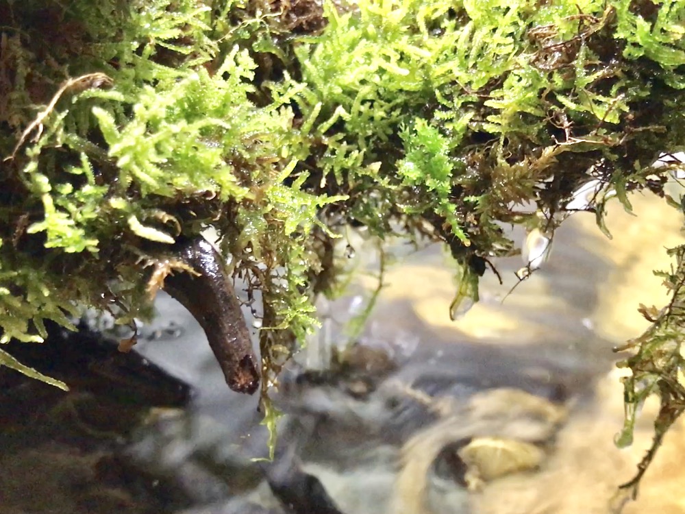 滝のあるアクアテラリウム水槽の作り方 レイアウト植物編