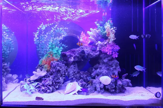 水槽をお洒落にレイアウトして設置するコツ｜アクアリウム情報メディア 