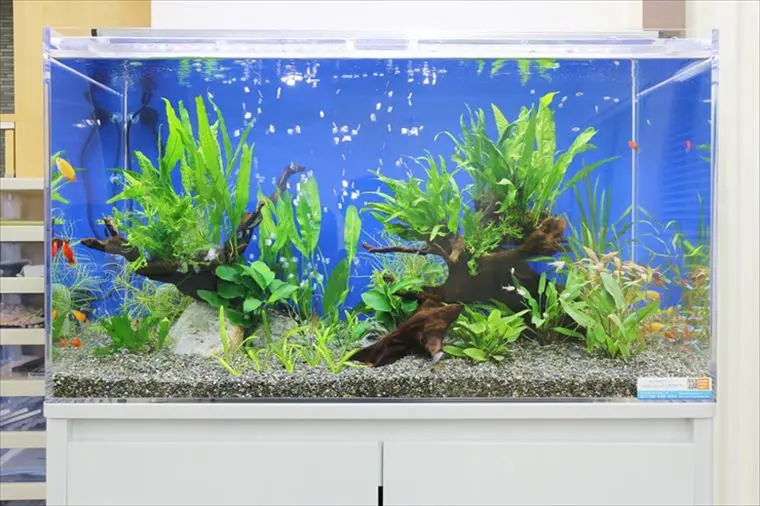 写真でみる水槽レイアウト：実績でみるプロの事例（淡水魚水槽