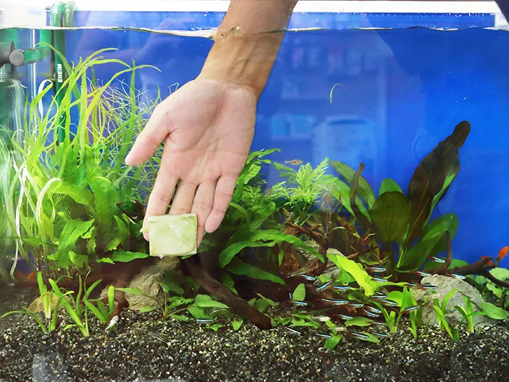 プロが教える！アクアリウムを成功させる3つの水槽メンテナンスのコツ