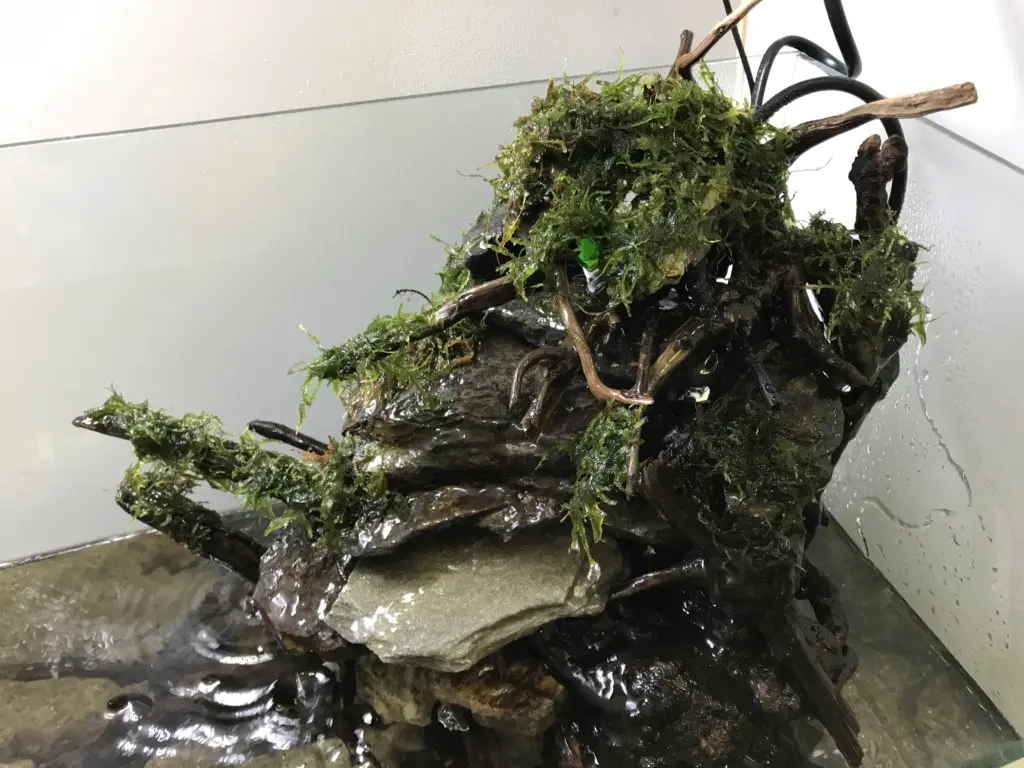 滝のあるアクアテラリウム水槽の作り方⑥ ～レイアウト実践 後篇