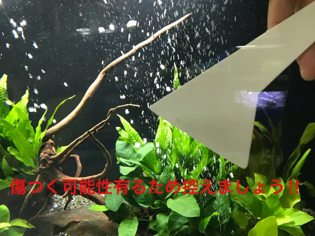 アクアテラリウム水槽を美しく維持管理する正しいお掃除手順法