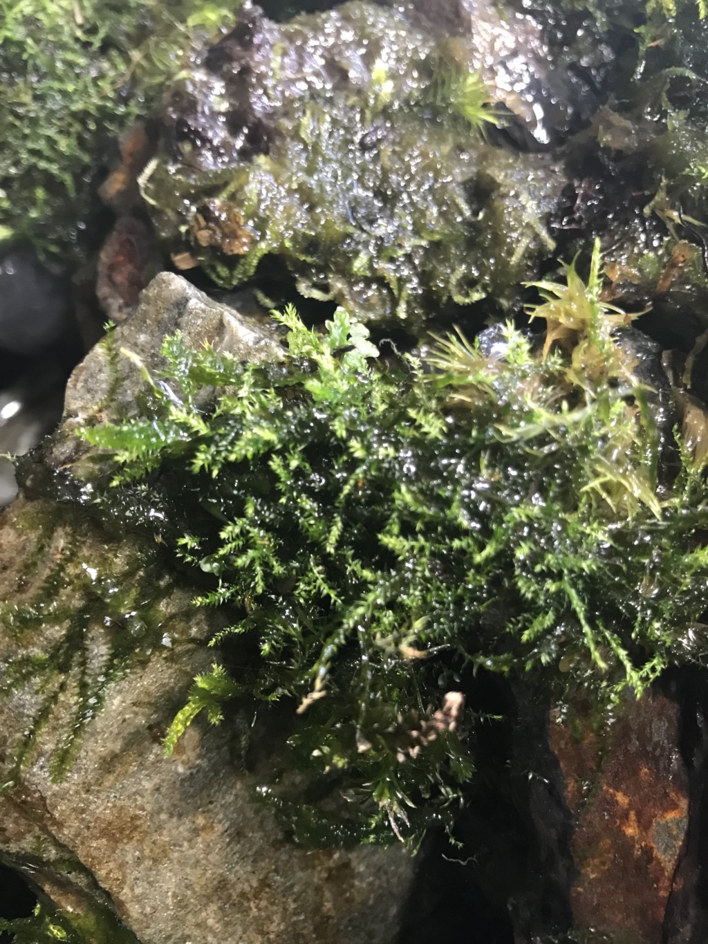 画像でわかる 滝のあるアクアテラリウム水槽の作り方 総まとめ トロピカ