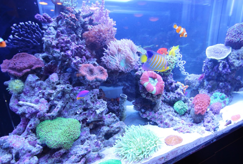 サンゴを発光させるには 美しい蛍光色にするポイントと方法を解説します トロピカ