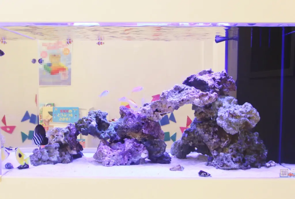 熱帯魚混泳の相性｜アクアリウム情報メディア トロピカ
