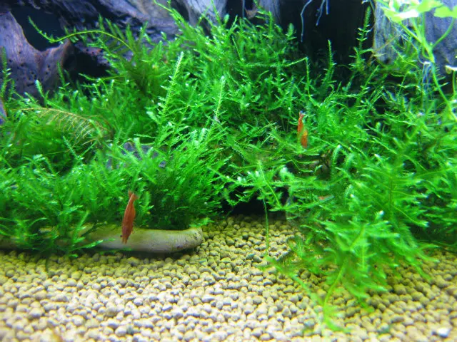 水草のトリミングで美しいアクアリウムを維持しよう|アクアリウム情報 水草のトリミングで美しいアクアリウムを維持しよう|アクアリウム情報