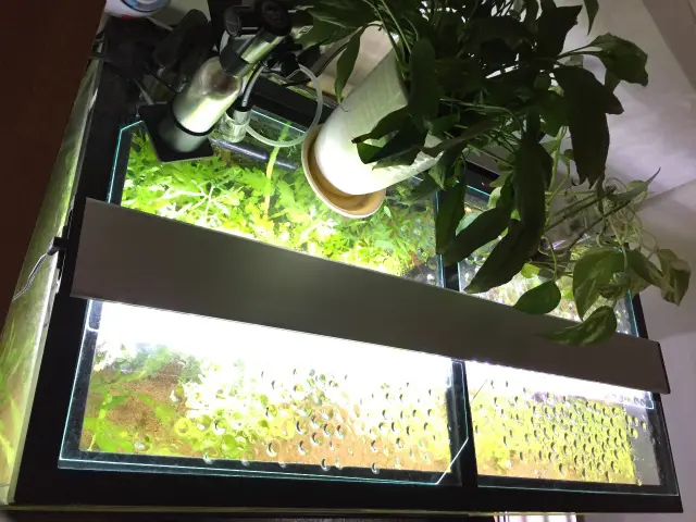 水草水槽用照明は蛍光灯がおすすめ！？LEDやメタハラと比較してみた