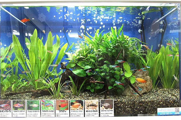 金魚と熱帯魚は一緒に飼える？｜アクアリウム情報メディア トロピカ