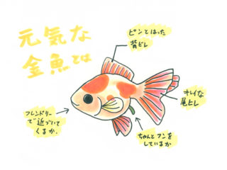 元気な 金魚 を 見分ける方法