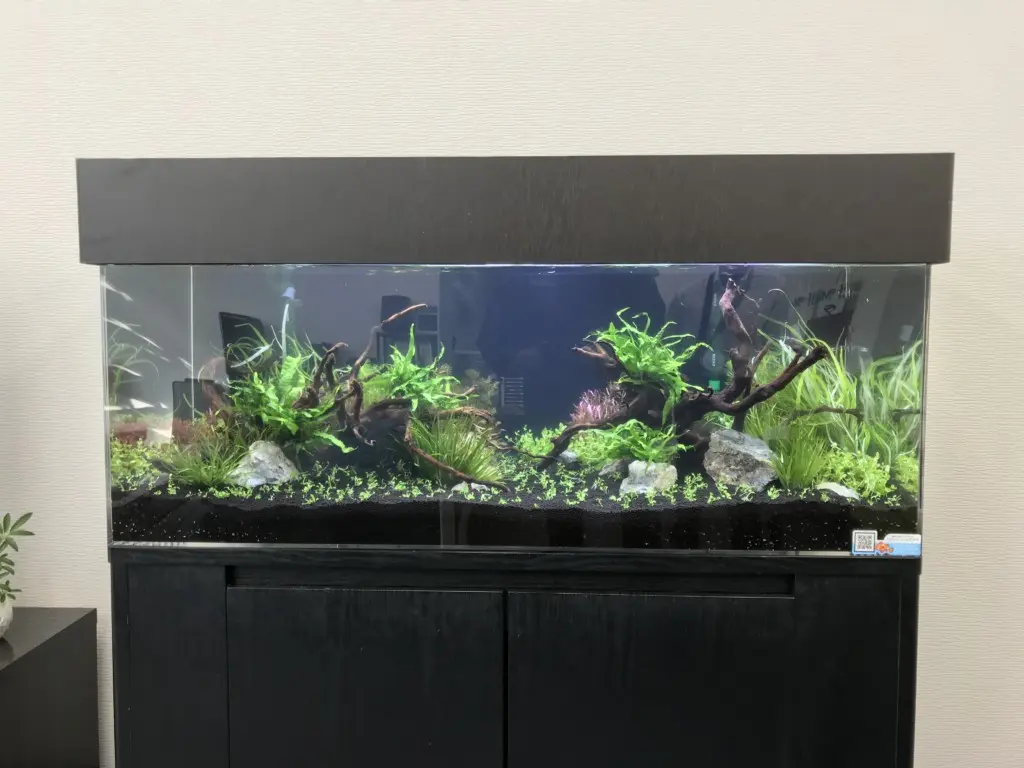 120センチ水槽でネイチャーアクアリウムを作ってみました