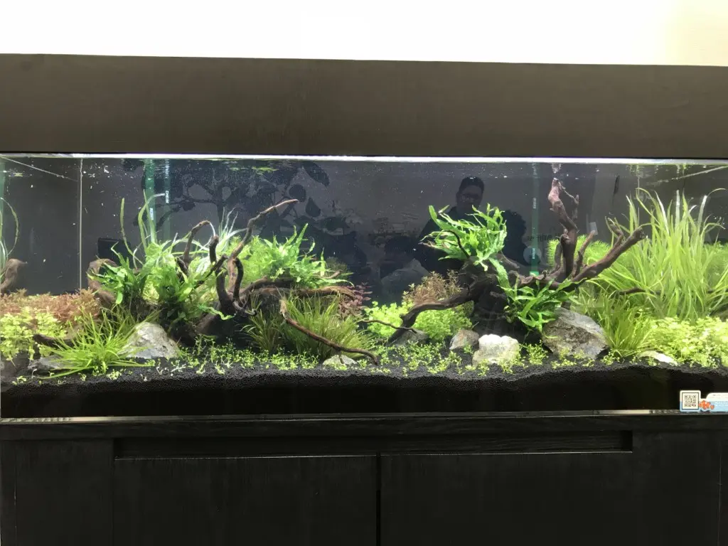 120センチ水槽でネイチャーアクアリウムを作ってみました
