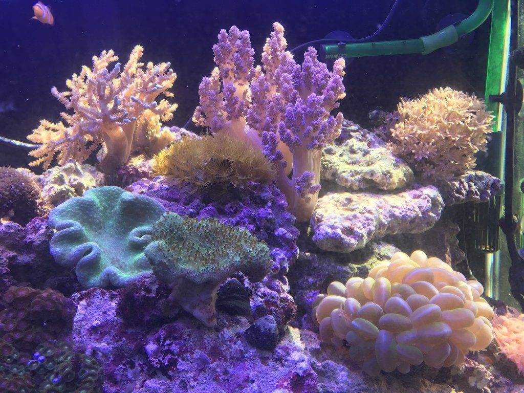 φ23 コーラルプラグ 50個 珊瑚育成水槽に サンゴフラグ セラミック