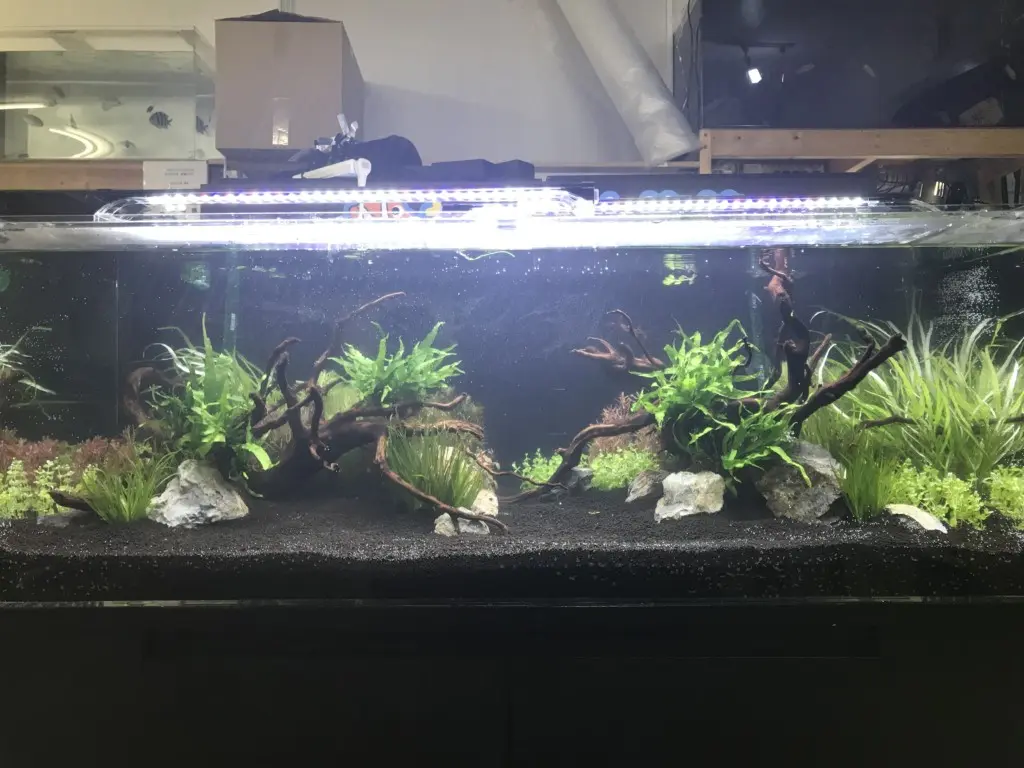 120水槽 120センチ水槽でネイチャーアクアリウムを作ってみました