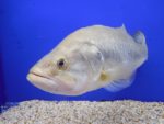 熱帯魚を飼っている芸能人 有名人を紹介 個々のアクアリウムをプロが解説 トロピカ 熱帯魚を飼っている芸能人 有名人を紹介 個々のアクアリウムをプロが解説 トロピカ