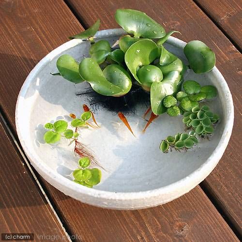 メダカの冬眠について知りたい トロピカ