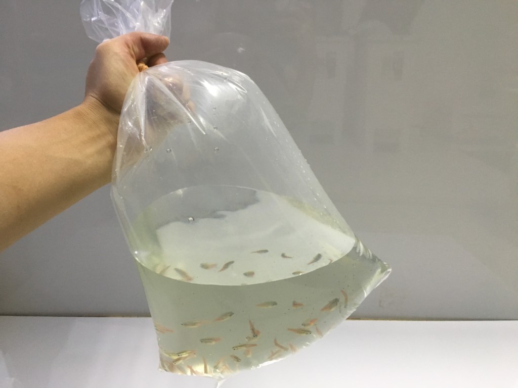 買った熱帯魚をショップから家へ運ぶ時の注意点 トロピカ