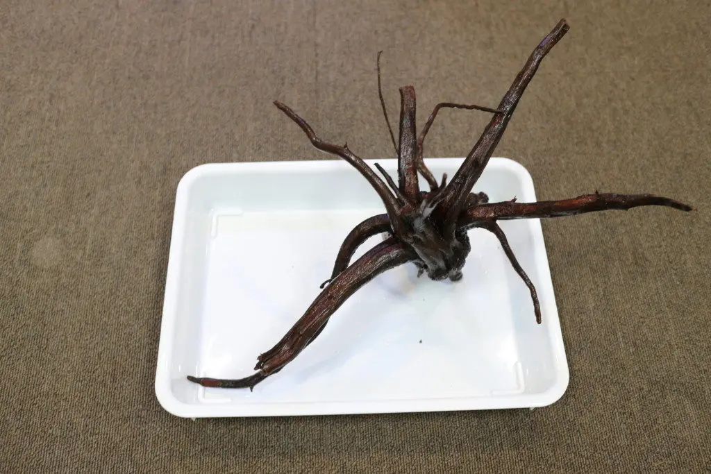 水槽用流木のすべて【流木の種類、アク抜き、掃除法を解説