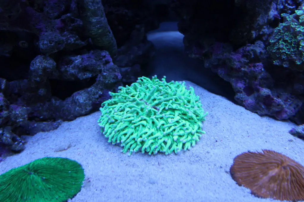 サンゴの蛍光色をより美しく! 鮮やかに育てるための要素を公開します
