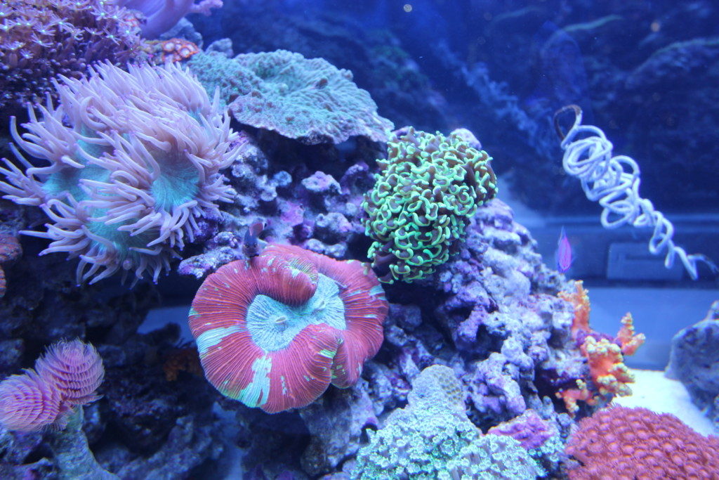 サンゴの株分け方法！増えすぎたサンゴをカットして増やす方法を解説！ | トロピカ