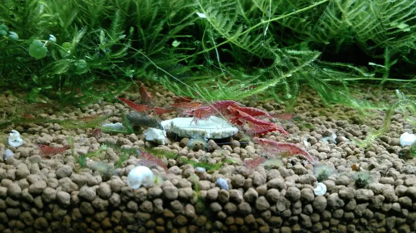 熱帯魚飼育にオススメの魚に良い餌の種類とエサのあげかた