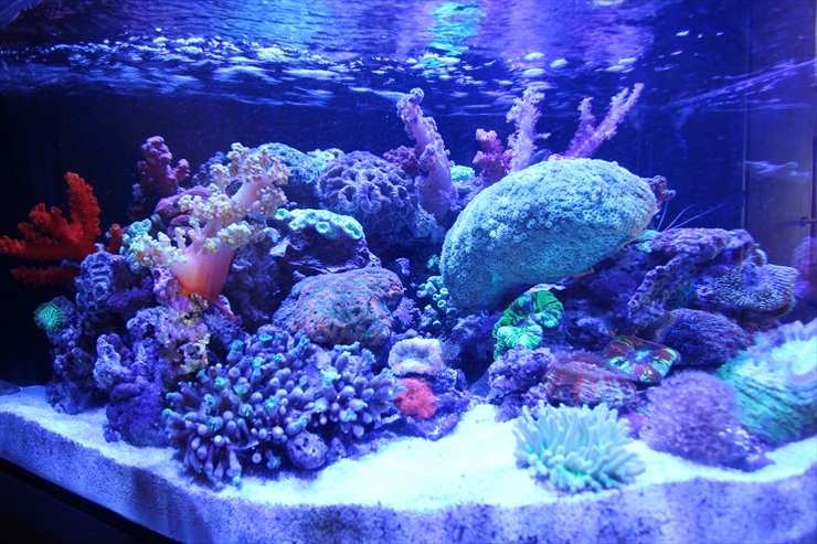 写真で紹介 サンゴが入ったレイアウト水槽の魅力をご紹介 トロピカ