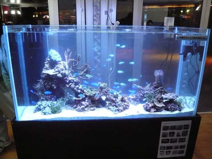 使用年数1年以下熱帯魚水槽ごと+EHEIM2つ 12年目に突入。混泳60cm水槽のいま。日本淡水魚メインに｜めだかふぇ